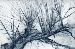 Weidentriebe20x30